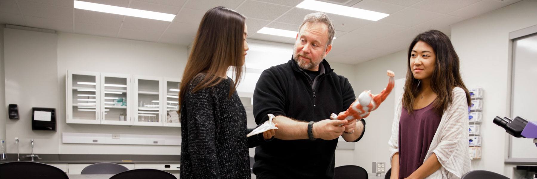 A professor shows a small model of human muscles to two students.